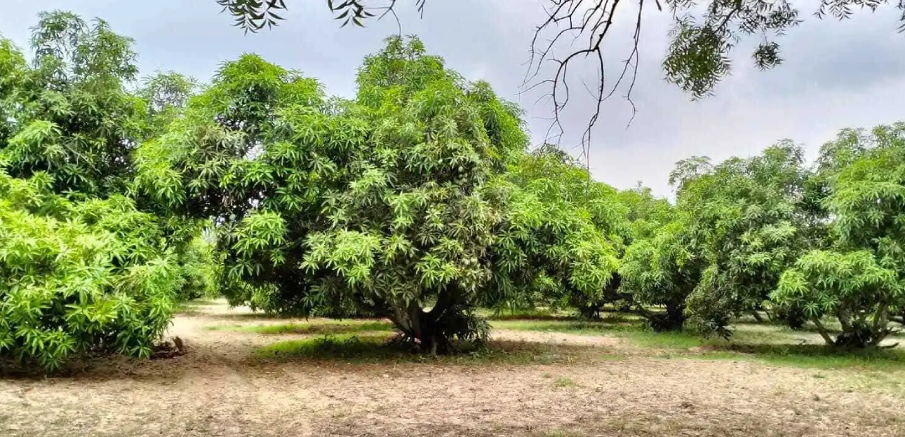 9.16 Acres_Mango Farm Land on National Highway